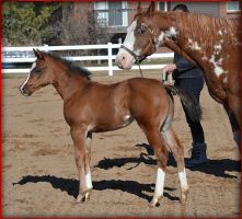 houstonwehaveaparte foal2.jpg